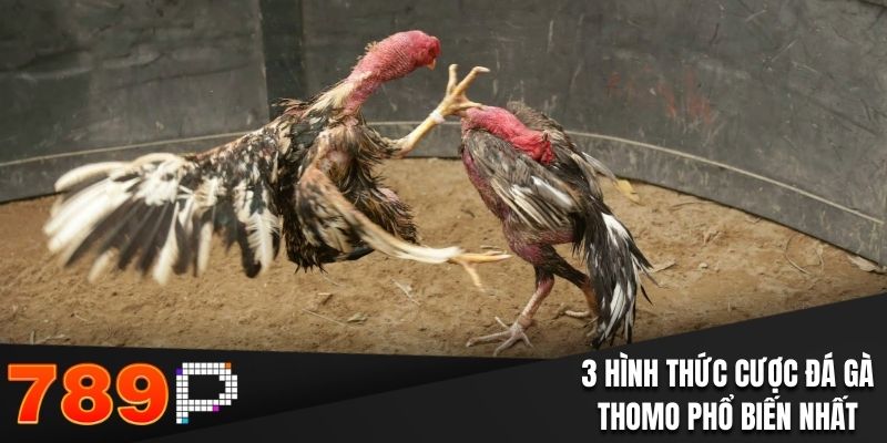 Đá Gà Thomo Tại 789P - Chi Tiết Quy Định Và Cửa Đặt Cược - qorin Đá Gà Thomo Tại 789P - Chi Tiết Quy Định Và Cửa Đặt Cược - qorin