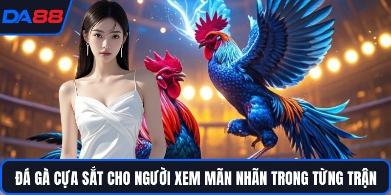 Đá Gà Cựa Sắt - Đấu Trường Của Những Chiến Kê Huyền Thoại - qorin